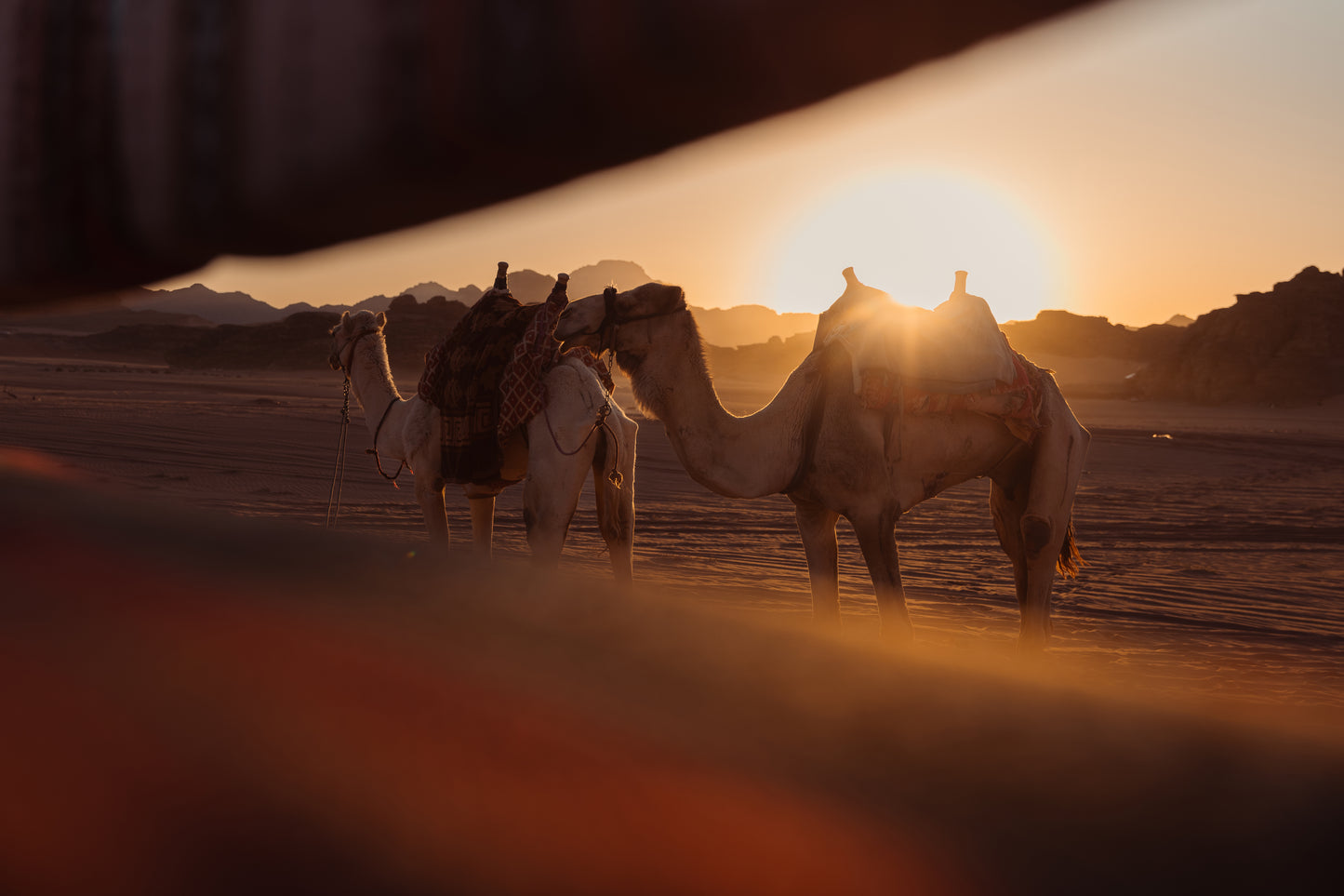 Sunset Camel