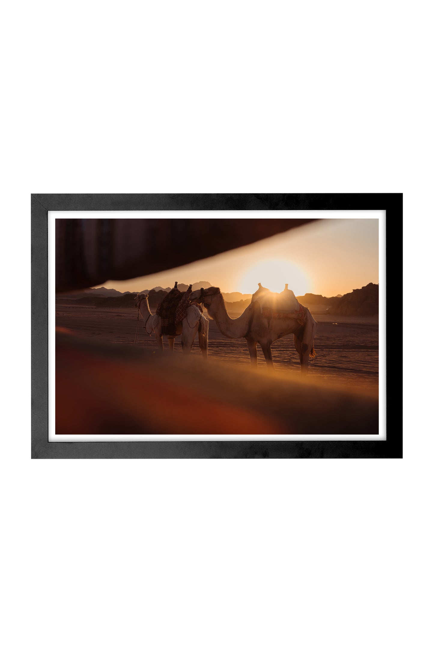 Sunset Camel